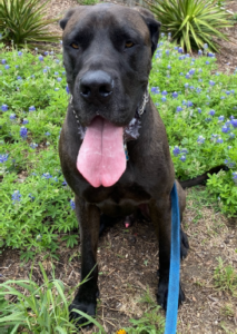 Picture of therapy dog named Storm